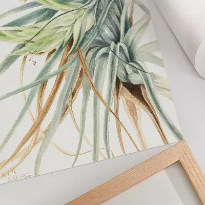 Poster Vildananas (Tillandsia fasciculata) från 1921 av Mary Vaux Walcott