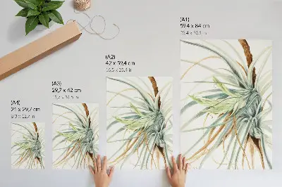Poster Vildananas (Tillandsia fasciculata) från 1921 av Mary Vaux Walcott