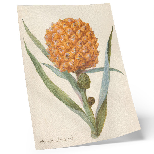 Dekorativ väggaffisch Bromelia ananas linn (ca 1700 - ca 1749) av en anonym konstnär