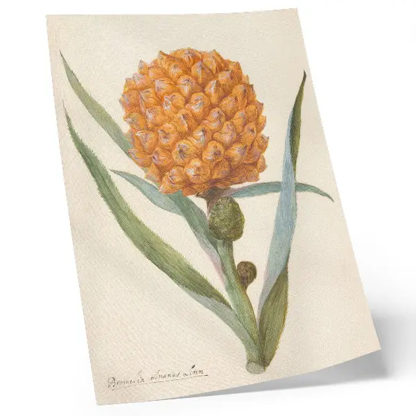 Dekorativ väggaffisch med motiv av Bromelia ananas linn av en anonym konstnär från ca 1700 till ca 1749