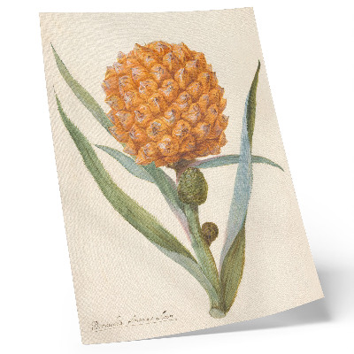 Dekorativ väggaffisch Bromelia ananas linn (ca 1700 - ca 1749) av en anonym konstnär