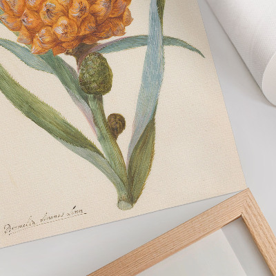 Dekorativ väggaffisch Bromelia ananas linn (ca 1700 - ca 1749) av en anonym konstnär
