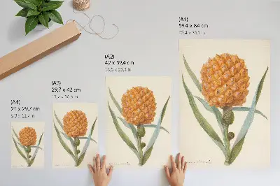 Dekorativ väggaffisch med motiv av Bromelia ananas linn av en anonym konstnär från ca 1700 till ca 1749