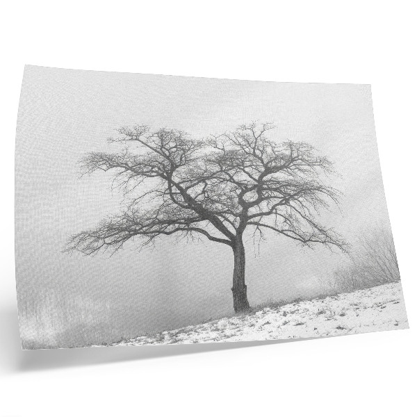 Poster Ensamt träd vinterfred minimalism harmoni