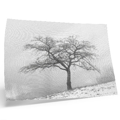 Poster Ensamt träd vinterfred minimalism harmoni