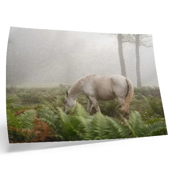 Poster häst mot en bakgrund av ormbunkar i en dimmig skog