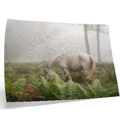 Poster häst mot en bakgrund av ormbunkar i en dimmig skog