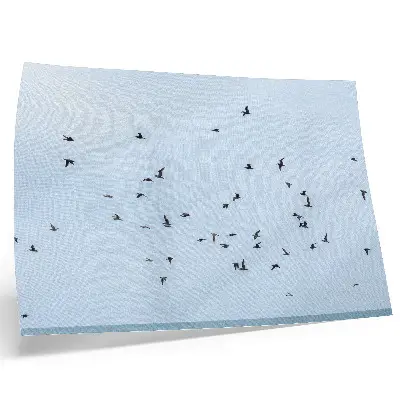 En flock fåglar över det blå havet poster till sovrum
