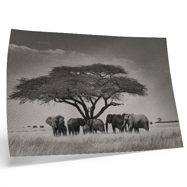 Väggposter Elefanter under ett träd i den afrikanska savannen