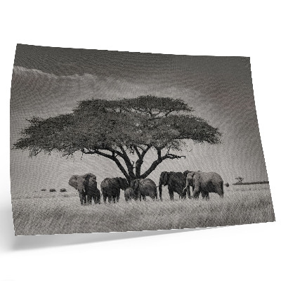 Väggposter Elefanter under ett träd i den afrikanska savannen