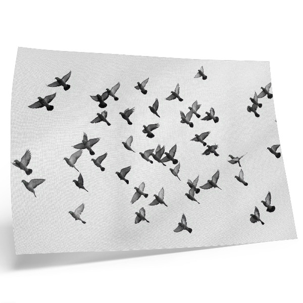 Poster Fåglar i flykt Eleganta svartvita harmonier