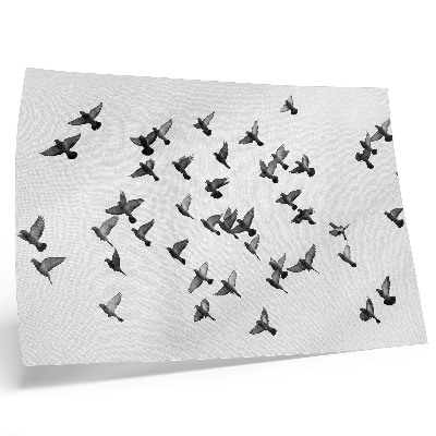 Poster Fåglar i flykt Eleganta svartvita harmonier