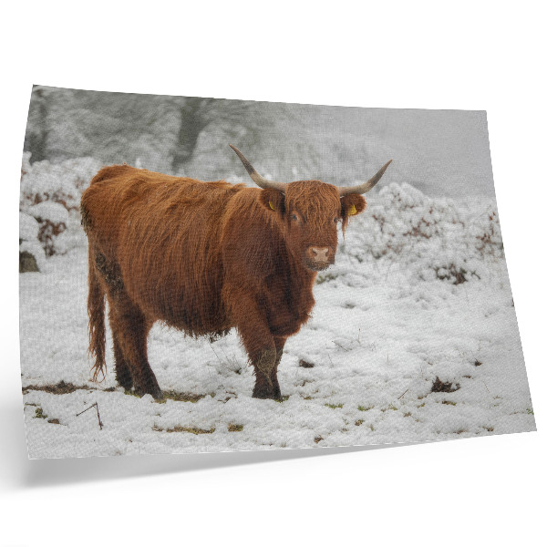 Stilren väggposter Skotsk ko i ett snöigt landskap