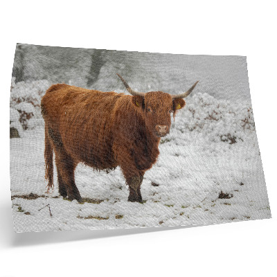 Stilren väggposter Skotsk ko i ett snöigt landskap