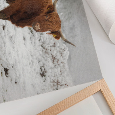 Stilren väggposter Skotsk ko i ett snöigt landskap