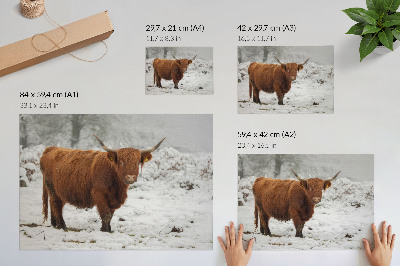 Stilren väggposter Skotsk ko i ett snöigt landskap
