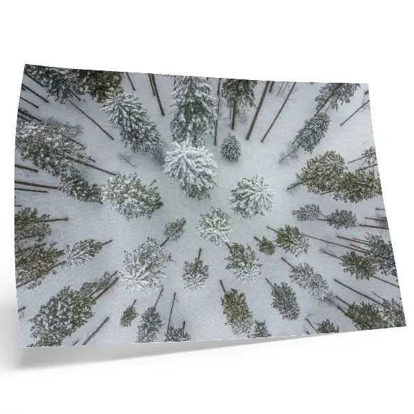 Väggposter Vinterskog stilren och minimalistisk poster med naturmotiv