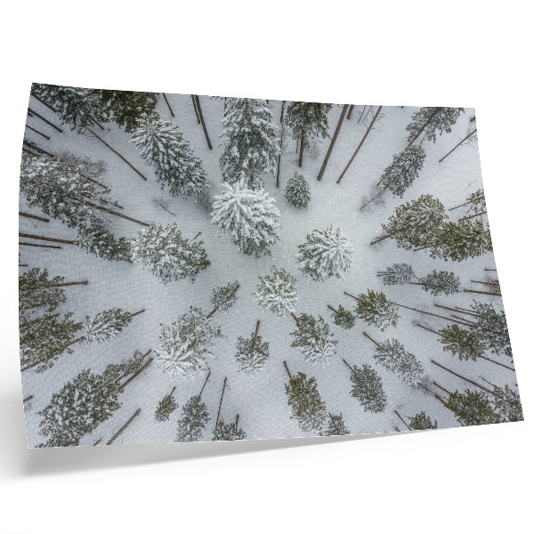 Stilren väggposter Vinterskog fred minimalism naturlighet