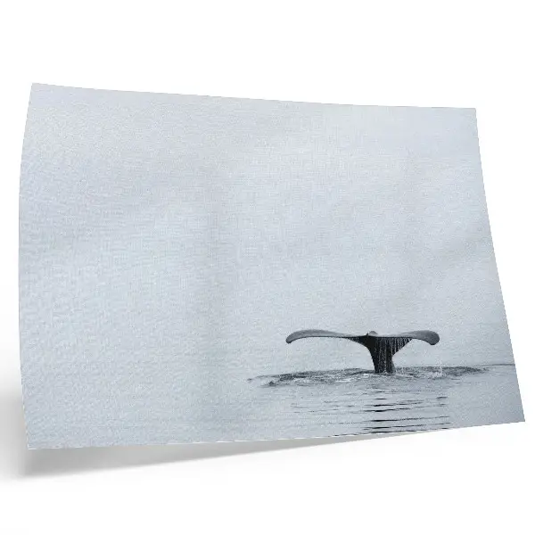 Väggposter Valsvans minimalistiskt motiv av valsvans ovanför vatten i harmonisk stil