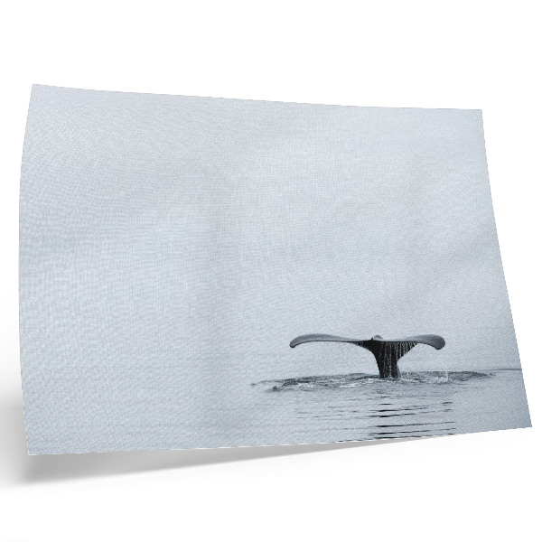 Stilren väggposter Valsvans ovanför vatten minimalism harmoni