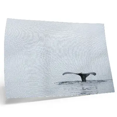 Väggposter Valsvans minimalistiskt motiv av valsvans ovanför vatten i harmonisk stil