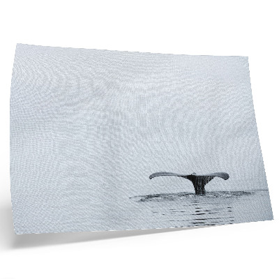 Stilren väggposter Valsvans ovanför vatten minimalism harmoni
