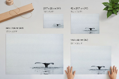 Stilren väggposter Valsvans ovanför vatten minimalism harmoni