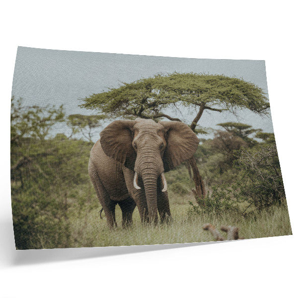 Poster till sovrum En elefant mot bakgrund av en grön savann