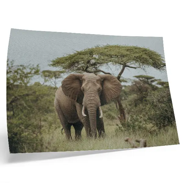 Poster till sovrum en elefant mot en grön savann