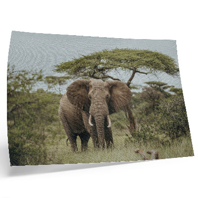 Poster till sovrum En elefant mot bakgrund av en grön savann