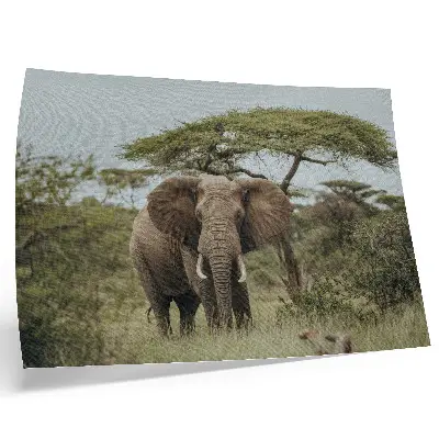 Poster till sovrum en elefant mot en grön savann
