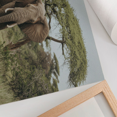 Poster till sovrum En elefant mot bakgrund av en grön savann