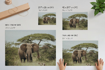 Poster till sovrum En elefant mot bakgrund av en grön savann