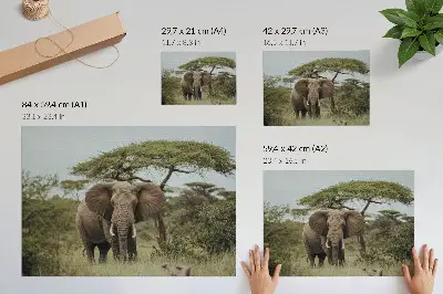 Poster till sovrum en elefant mot en grön savann