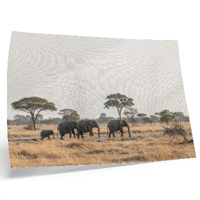 Väggposter Elefanter på den afrikanska savannen bland träden
