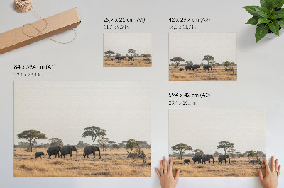 Väggposter Elefanter på den afrikanska savannen bland träden