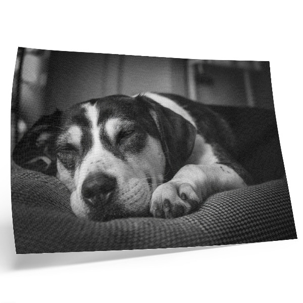 Poster Bedårande hund som sover på en kudde