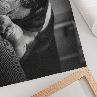 Poster Bedårande hund som sover på en kudde