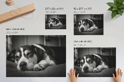 Poster Bedårande hund som sover på en kudde