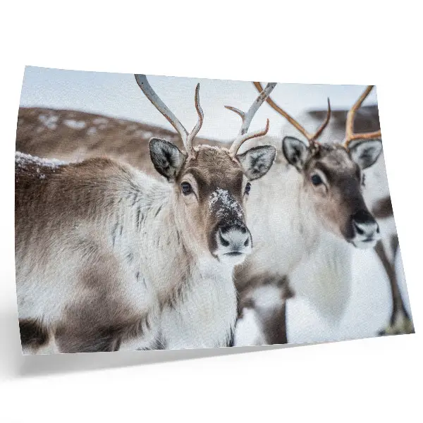Poster med vinterlandskap renar med naturliga horn i harmoniskt vinterlandskap