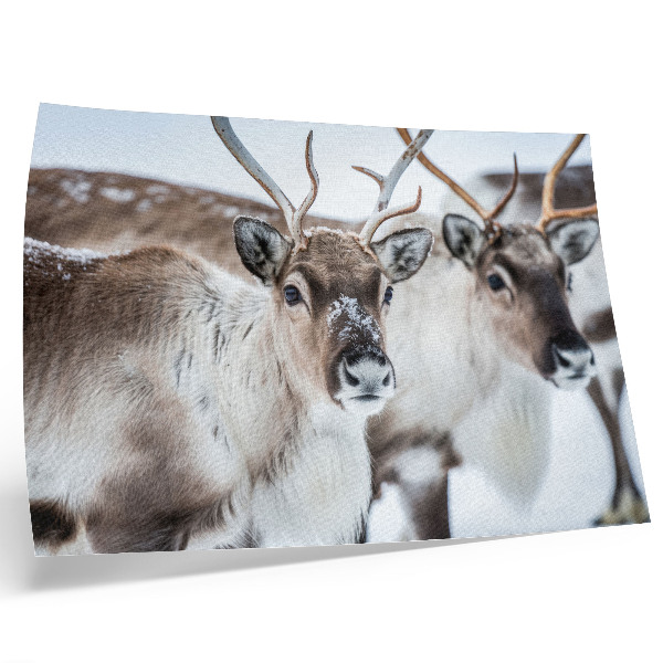 Poster till sovrum Renar med naturliga horn vinterlandskap harmoni