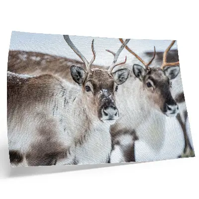Poster med vinterlandskap renar med naturliga horn i harmoniskt vinterlandskap