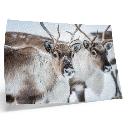 Poster till sovrum Renar med naturliga horn vinterlandskap harmoni