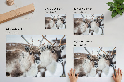 Poster till sovrum Renar med naturliga horn vinterlandskap harmoni