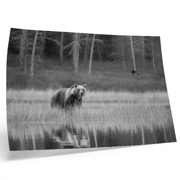 Väggposter björn vid vattnet i svartvit atmosfär