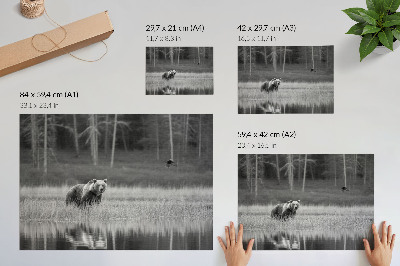 Väggposter Björn vid vattnet svartvit atmosfär