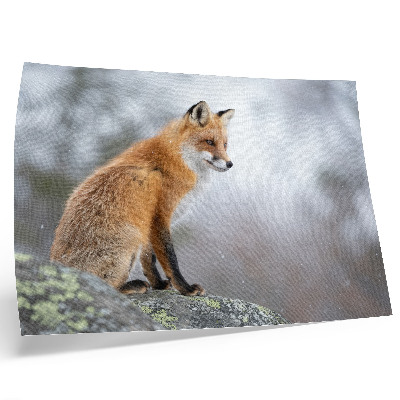 Poster Räv i vinterlandskapet, mild naturfrid