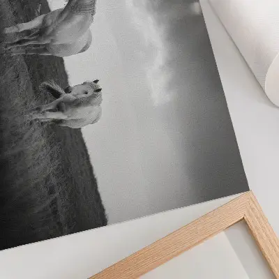 Väggposter vita hästar på en äng i grå nyanser