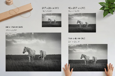 Väggposter Vita hästar mot en äng i grå nyanser