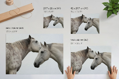 Väggposter Två hästar i harmoni av grått och vitt